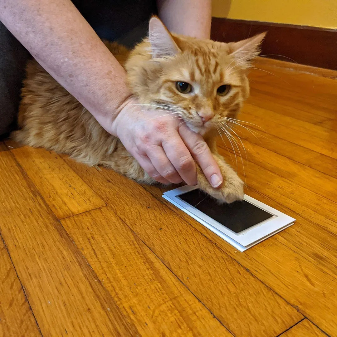 MemoriPaw