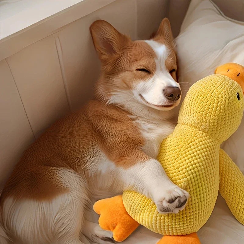 CalmDuck