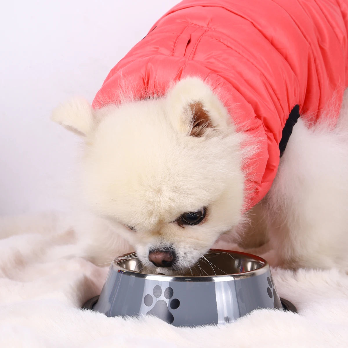PawBowl